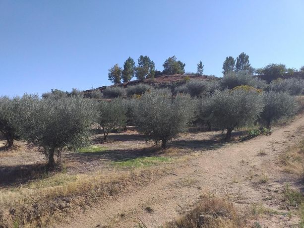 Terreno c/ +5.000ha · Covilhã