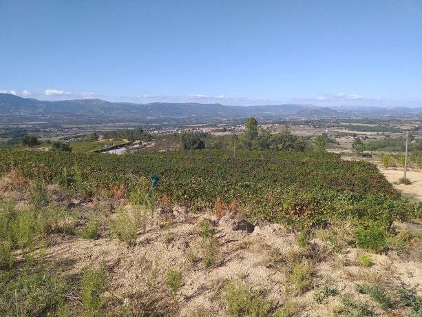 Terreno c/ +5.000ha · Covilhã