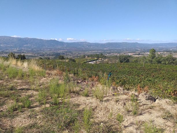 Terreno c/ +5.000ha · Covilhã