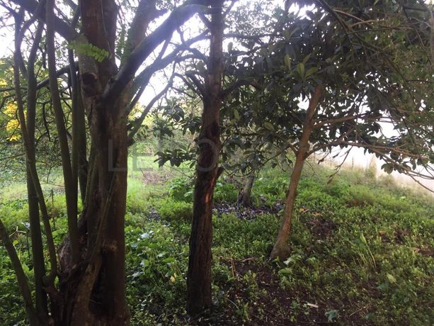 Edifício · Bustos · Oliveira do Bairro