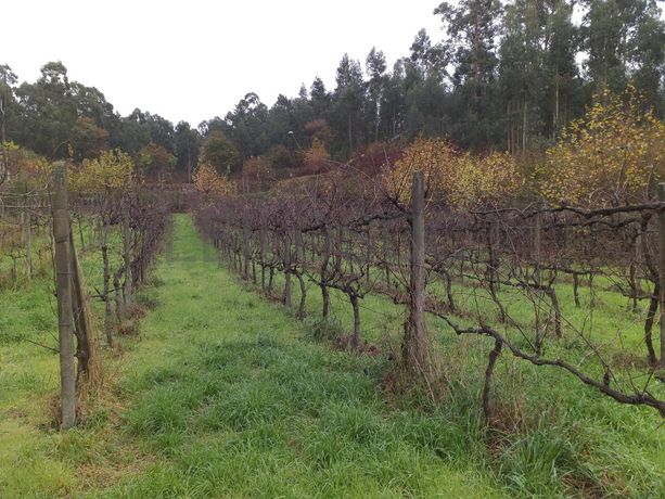 Moradia V5 + Terrenos · Fafe