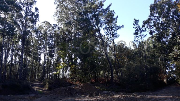 Quinhão Hereditário · Vila Nova de Poiares