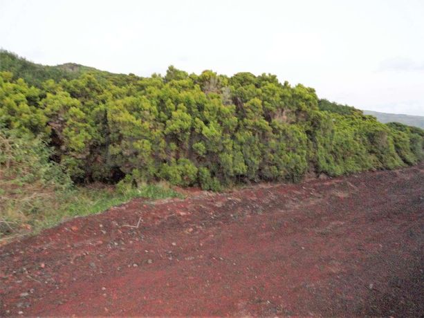 Terrenos + Proporção de Terreno · Horta