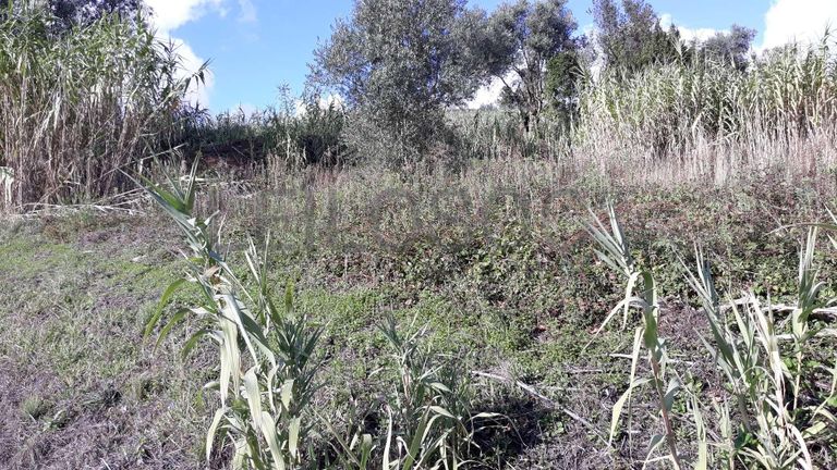 Quinhões Hereditários de Terrenos e Moradia · Coimbra