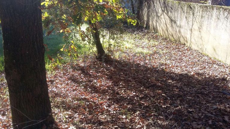 IMOVEL - Prédio Rústico - Vinha, confronta a Norte - Caminho, Sul - Leocádia Maria das Neves, Nascente - Mari ...