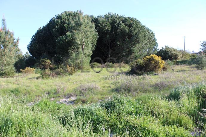 Proporção de Terreno · Palmela