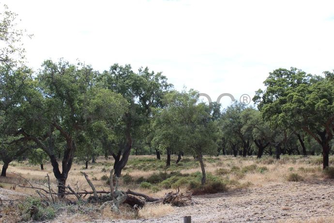 Herdade c/ 75 Hectares · Palmela