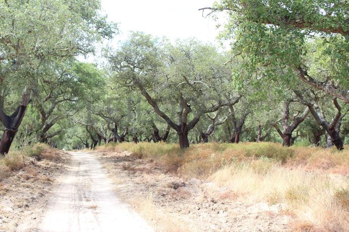 Herdade c/ 75 Hectares · Palmela