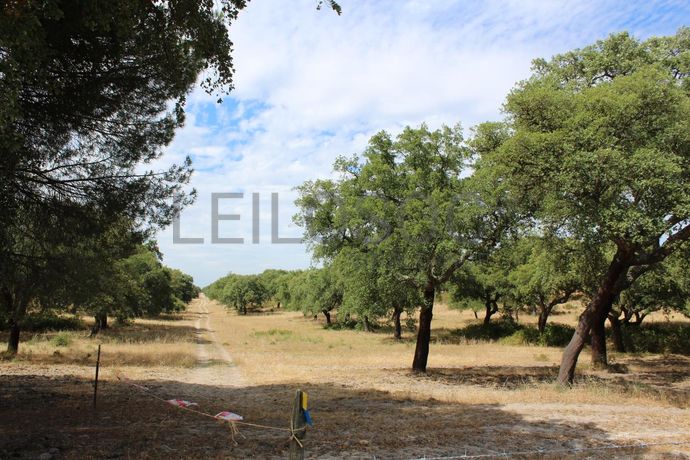 Herdade c/ 75 Hectares · Palmela