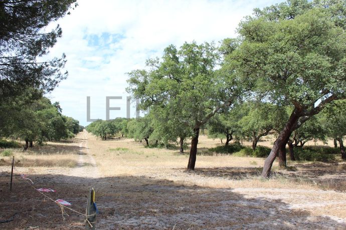Herdade c/ 75 Hectares · Palmela