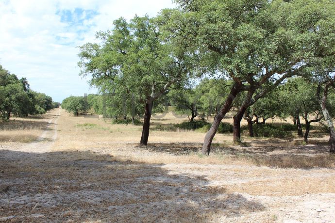 Herdade c/ 75 Hectares · Palmela