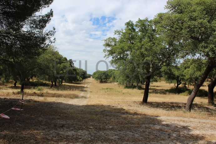 Herdade c/ 75 Hectares · Palmela