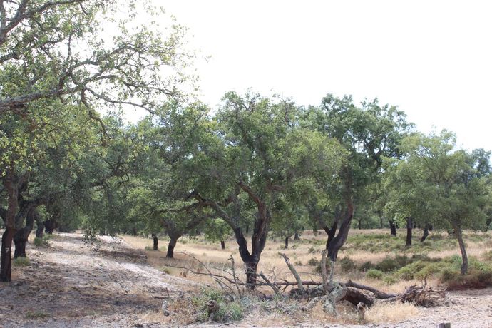 Herdade c/ 75 Hectares · Palmela
