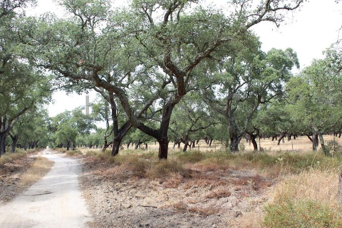 Herdade c/ 75 Hectares · Palmela