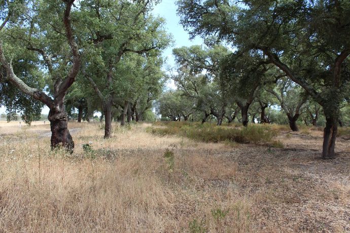 Herdade c/ 75 Hectares · Palmela