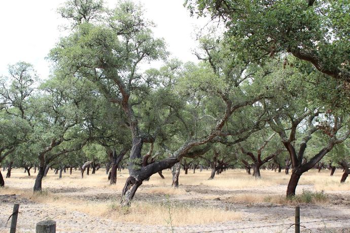 Herdade c/ 75 Hectares · Palmela