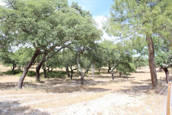 Herdade c/ 75 Hectares · Palmela