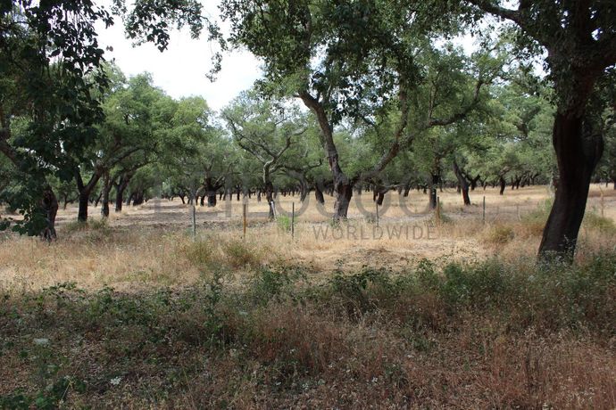 Herdade c/ 75 Hectares · Palmela