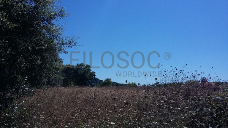 Terreno · Oliveira do Bairro