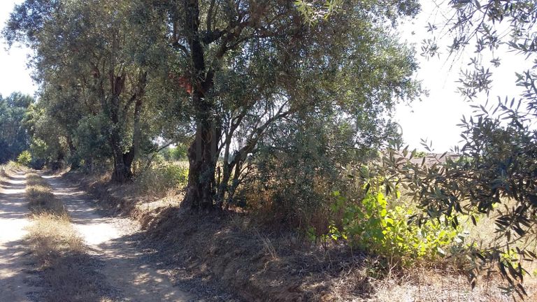 Terreno · Oliveira do Bairro