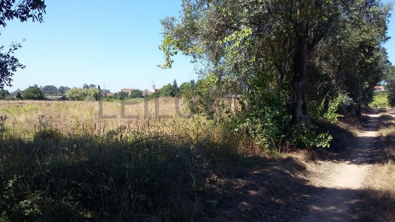 Terreno · Oliveira do Bairro