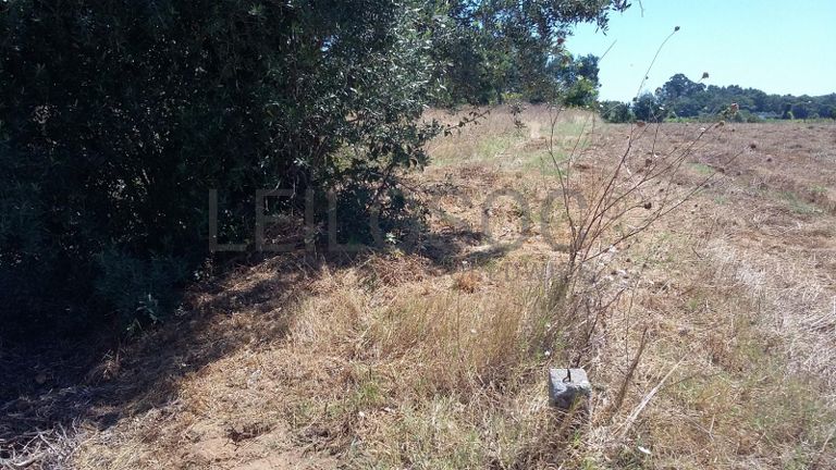 Terreno · Oliveira do Bairro