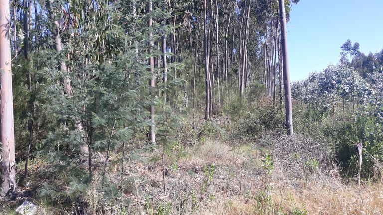 Quinhão Hereditário · Montemor-o-Velho