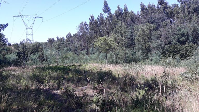 Quinhão Hereditário · Montemor-o-Velho