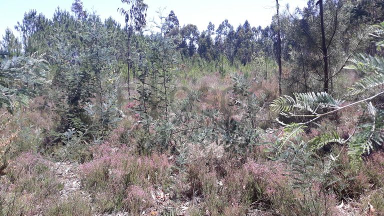 Quinhão Hereditário · Montemor-o-Velho