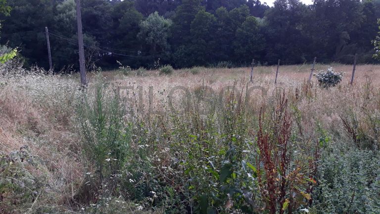 Meação de Moradia · Pombal