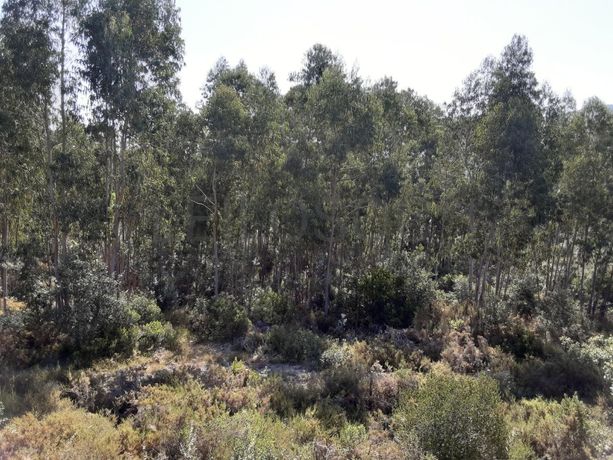 Quinhão Hereditário · Alcanena