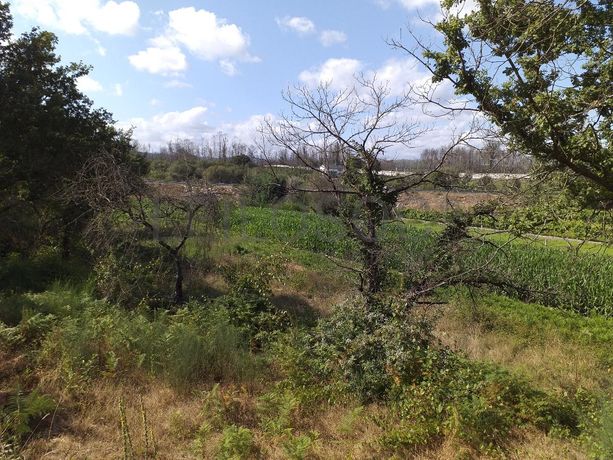 Terrenos · Campia, Vouzela