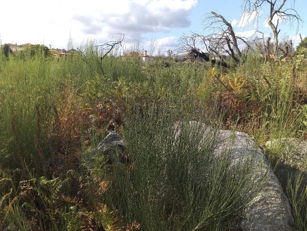 Terrenos · Campia, Vouzela