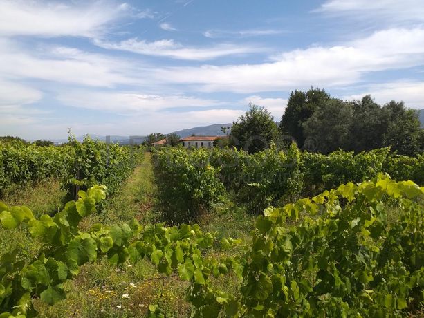 Quinta c/ Vinha · Valença