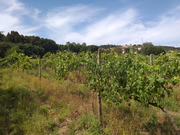 Quinta c/ Vinha · Valença