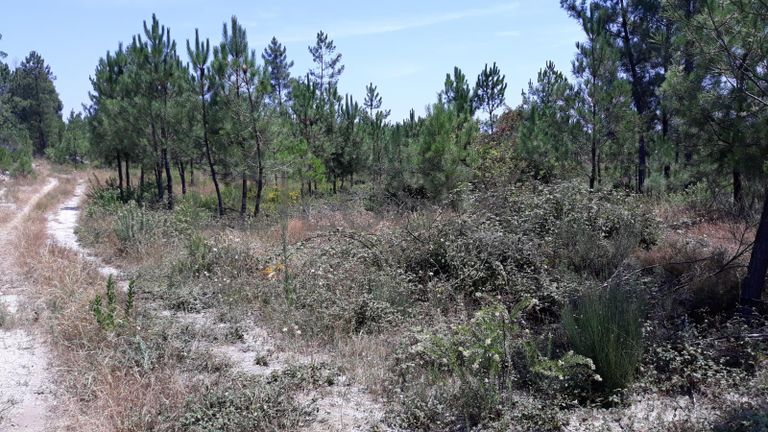 Quinhão Hereditário · Nelas - Viseu