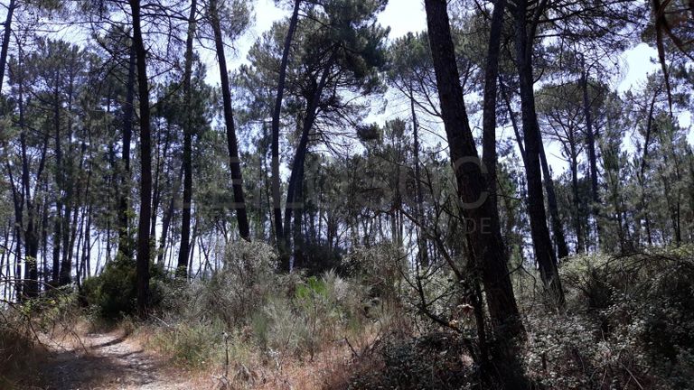 Quinhão Hereditário · Nelas - Viseu