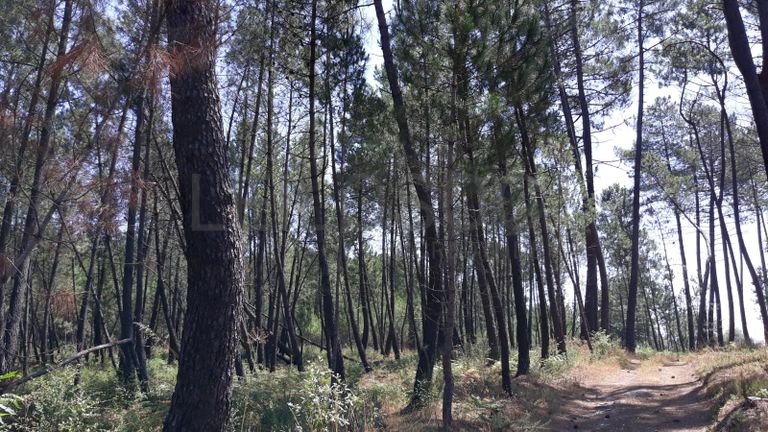 Quinhão Hereditário · Nelas - Viseu