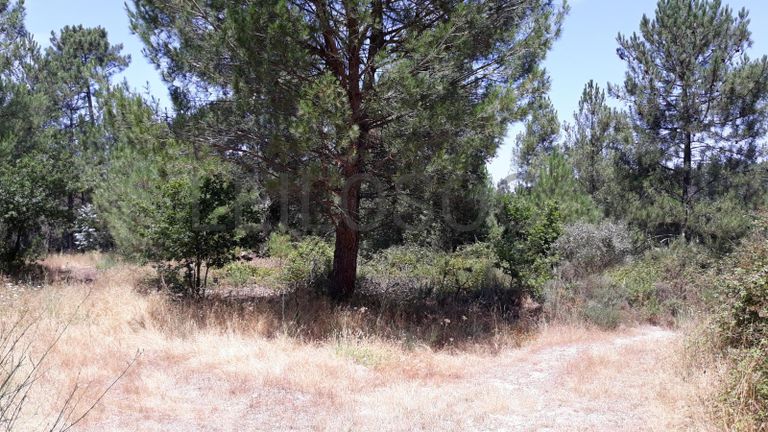 Quinhão Hereditário · Nelas - Viseu