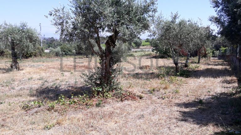 Quinhão Hereditário · Nelas - Viseu