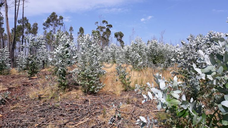Quinhão Hereditário · Nelas - Viseu