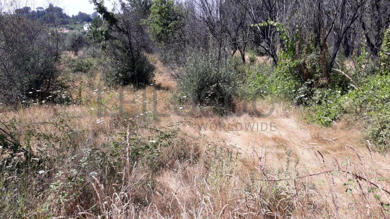 Quinhão Hereditário · Nelas - Viseu