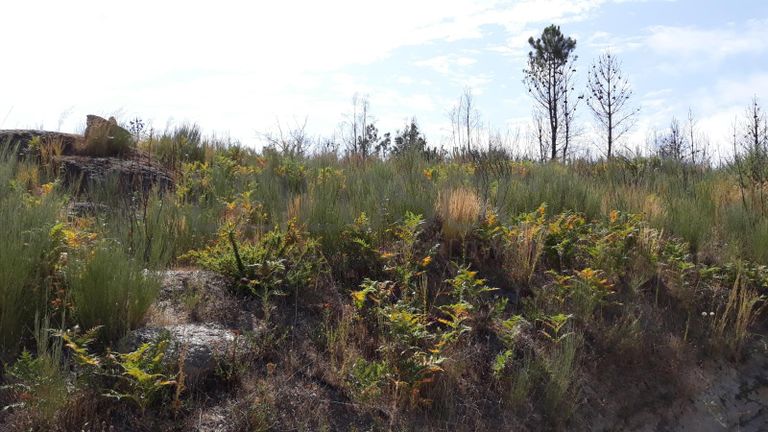 Quinhão Hereditário · Nelas - Viseu