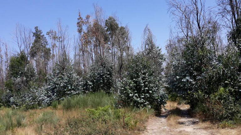 Quinhão Hereditário · Nelas - Viseu