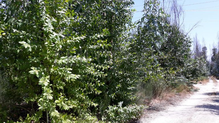 Quinhão Hereditário · Nelas - Viseu