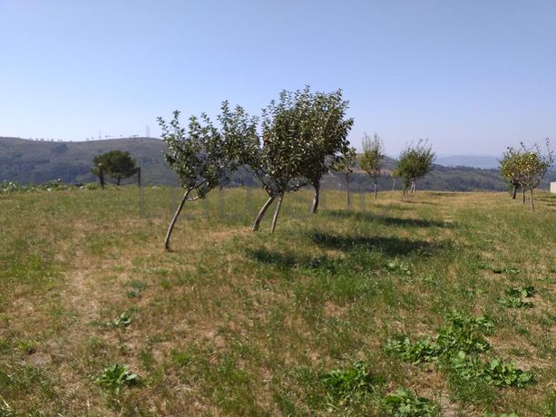 Raiz de Prédios Rústicos e Moradia · Cinfães