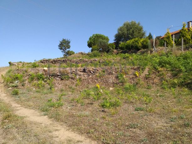 Raiz de Prédios Rústicos e Moradia · Cinfães