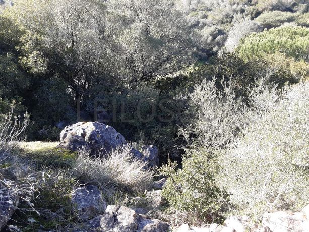 Proporção de 1/3 de Lote para Construção · Amadora