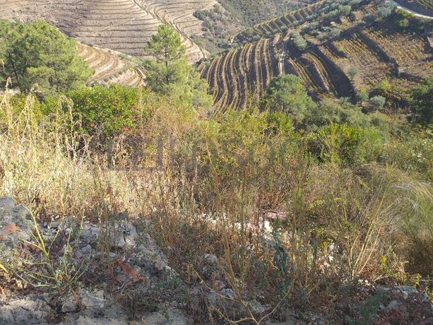 Nua Propriedade de Terreno · Alijó