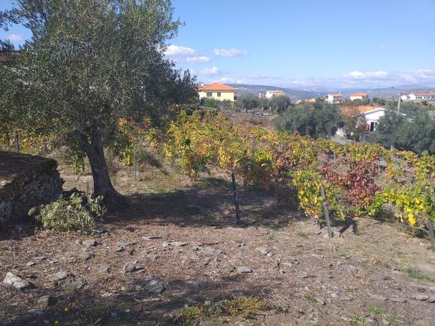 Nua propriedade de Terreno · Alijó